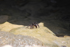 Pachygrapsus transversus