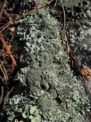 Xanthoparmelia plittii