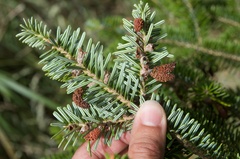 Abies homolepis