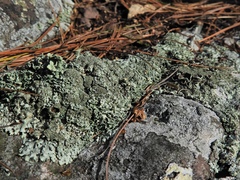 Xanthoparmelia plittii