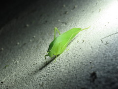 Chloroscirtus forcipatus