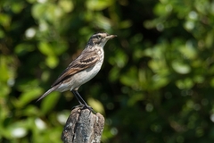 Hymenops perspicillatus