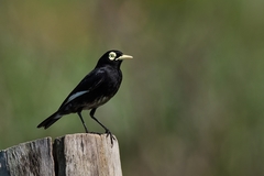 Hymenops perspicillatus