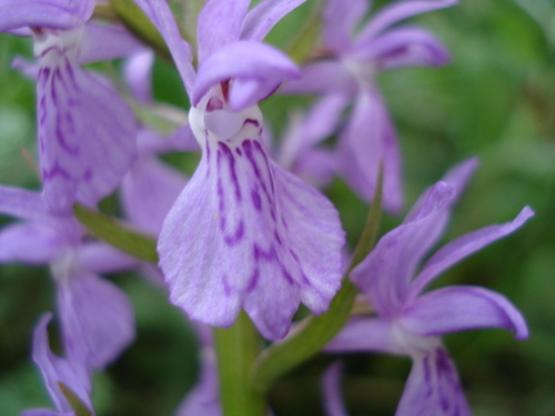 Dactylorhiza elata subsp. elata image