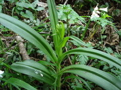 Dactylorhiza elata subsp. elata image
