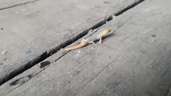 Sphaerodactylus homolepis