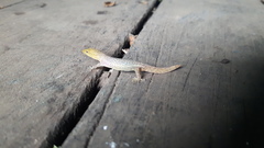 Sphaerodactylus homolepis