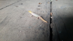 Sphaerodactylus homolepis