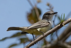 Inezia inornata