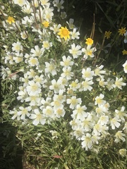 Limnanthes