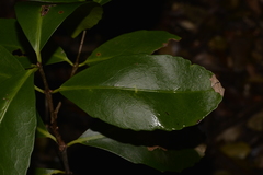 Elaeodendron australe