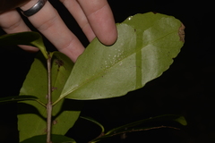 Elaeodendron australe