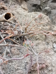Sedum griseum
