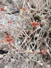 Sedum griseum