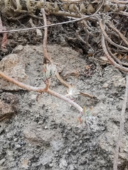 Sedum griseum