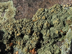 Rhizoplaca opiniconensis