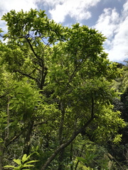 Melicytus ramiflorus