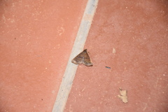 Micramma croceicosta