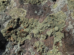 Rhizoplaca opiniconensis