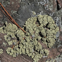 Rhizoplaca opiniconensis