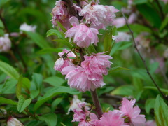 Prunus glandulosa