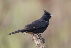 Knipolegus lophotes