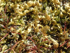 Homalothecium arenarium