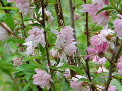 Prunus glandulosa