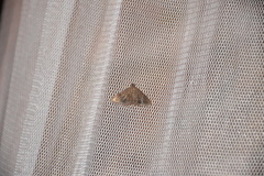 Lamprosema moccalis