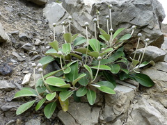 Pachystegia minor
