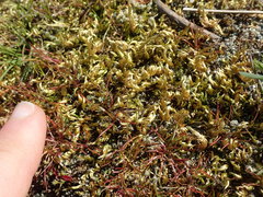 Homalothecium arenarium