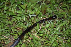 Micrurus circinalis