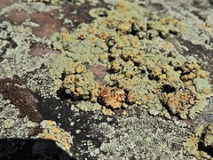 Rhizoplaca opiniconensis