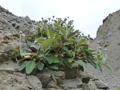 Pachystegia minor