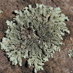 Xanthoparmelia plittii