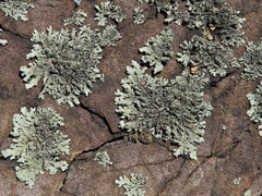 Xanthoparmelia plittii