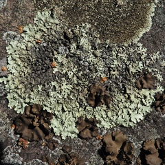 Xanthoparmelia plittii