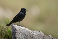 Knipolegus nigerrimus