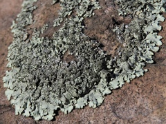 Xanthoparmelia plittii