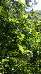 Melicytus ramiflorus