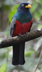 Trogon comptus