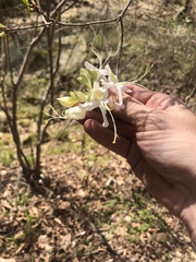 Rhododendron alabamense