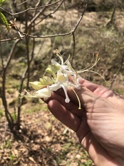 Rhododendron alabamense