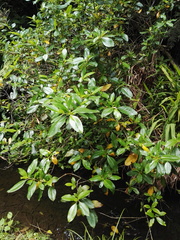 Coprosma robusta