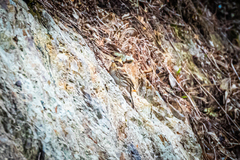Emberiza elegans elegans