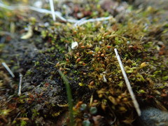 Pleuridium acuminatum