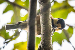 Sittiparus varius varius