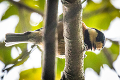 Sittiparus varius varius