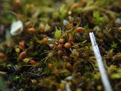 Pleuridium acuminatum