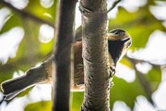 Sittiparus varius varius